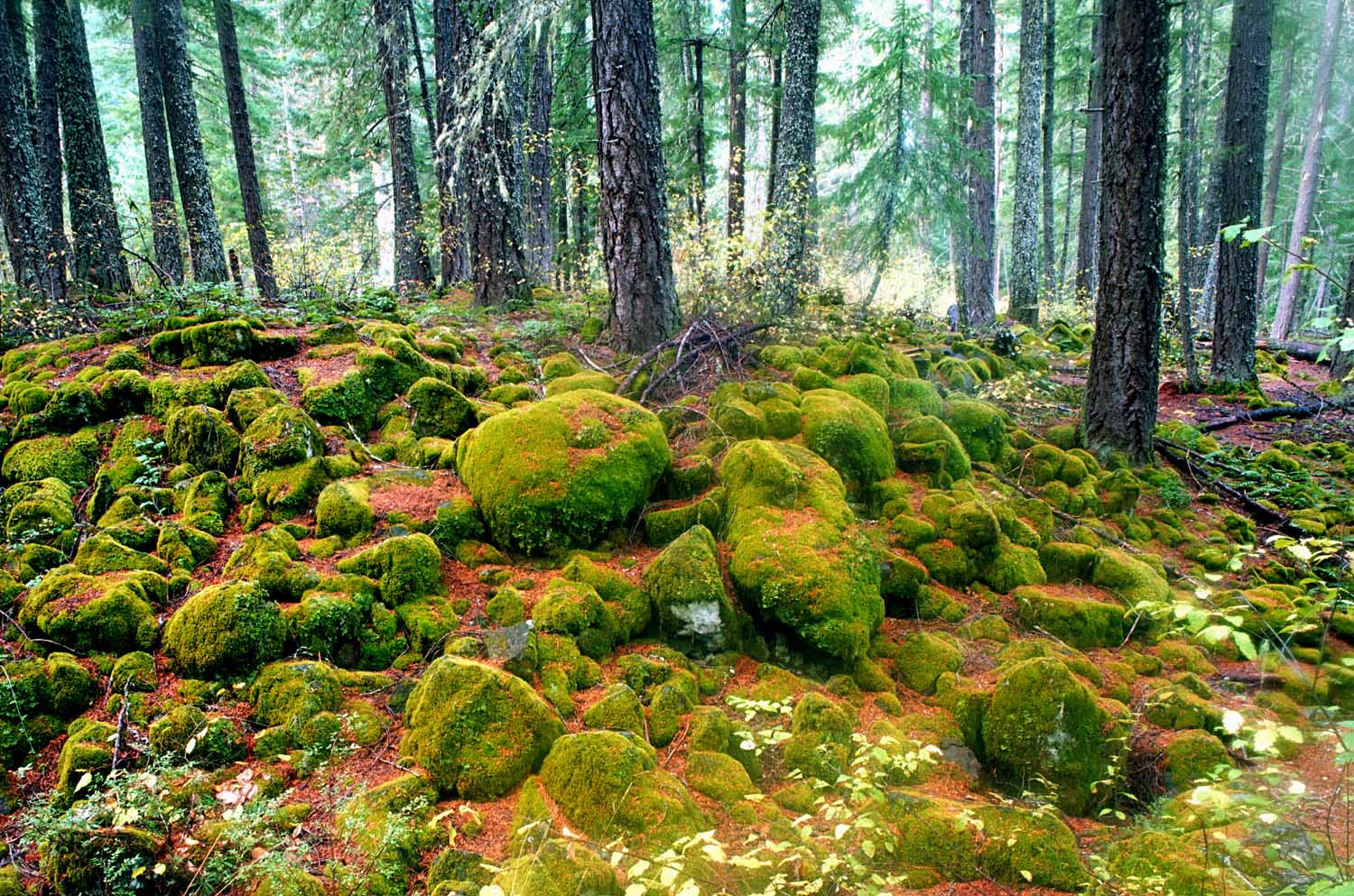 mossy-rocks-near-rogue-gorge