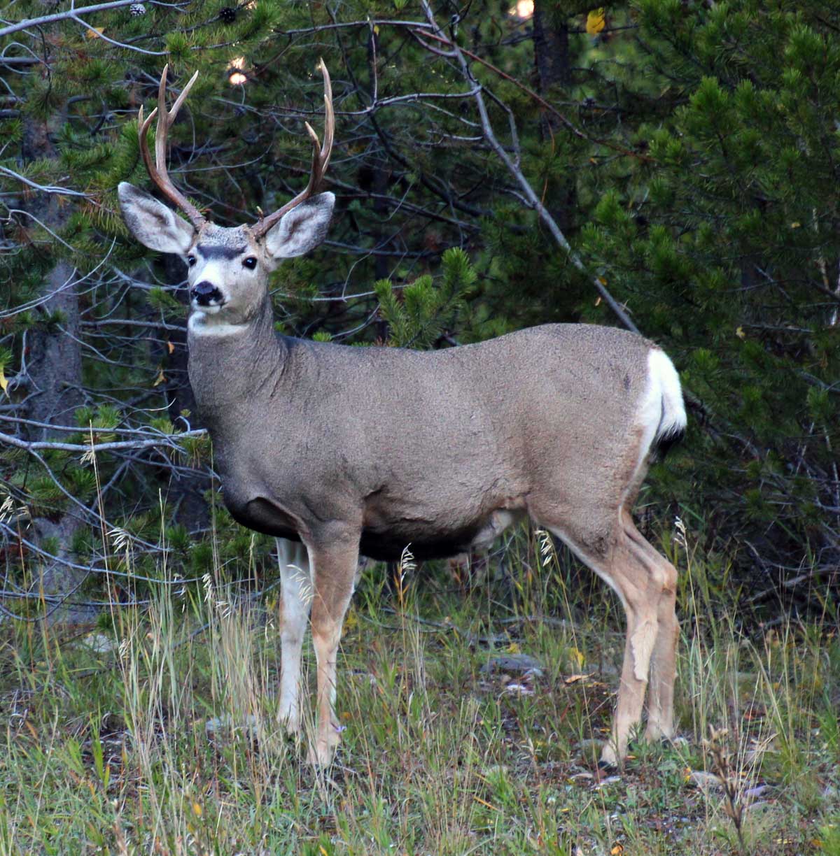 mule deer stag photo
