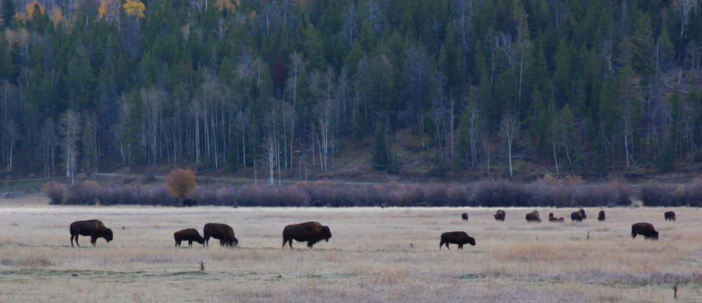 herd of bison in jackson hole wyoming